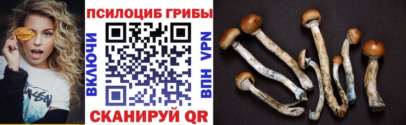 Псилоцибиновые грибы Psilocybe  Кохма 
